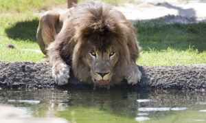 Leo III enjoying some water