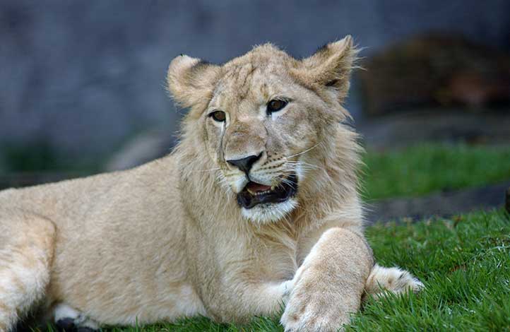 Una the Lion lounges in the habitat on campus.