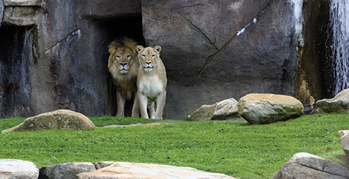 Leo III and Una in the habitat